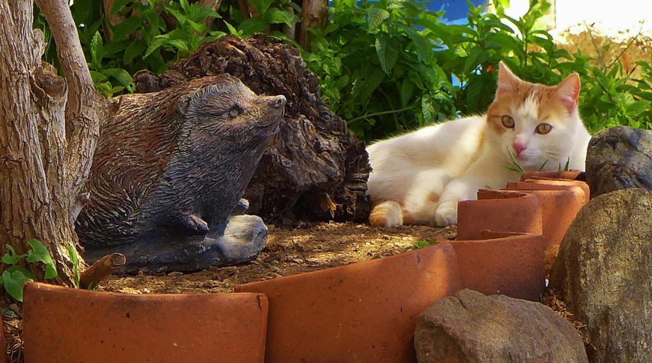 Corazon Andaluz Guesthouse Coín Εξωτερικό φωτογραφία